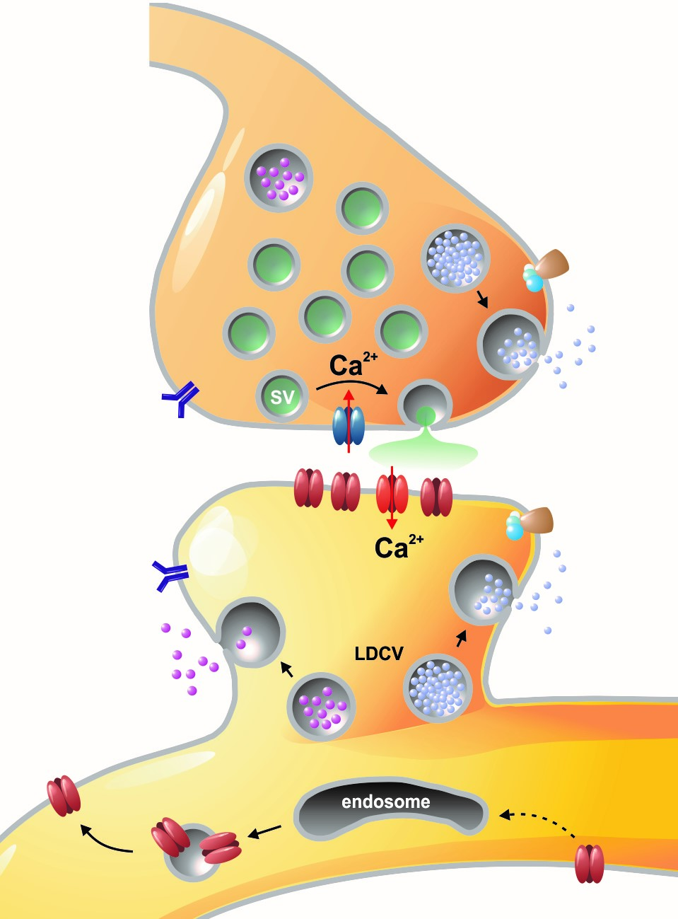 Membranfusionsvorgänge