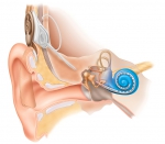 HNO-Cochelar Implant-Schema