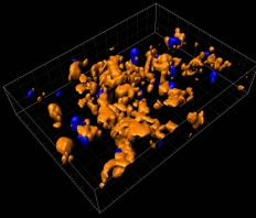 Leishmania und TZellen