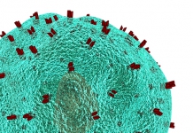 t-helper-cell-1123292_960_720