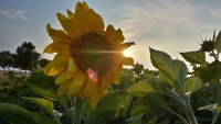 Sonnenblume-Foto-by-Sandy-Zöllner