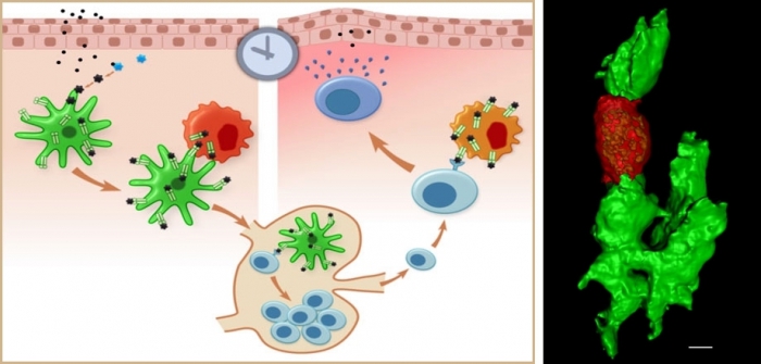 Mast cells_DCs