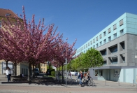 Allee im Frühling