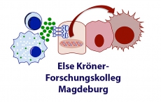 Das Else Kröner-Forschungskolleg im Überblick