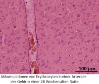 Stasenbild für Pressemitteilung