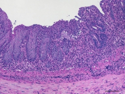 Foto: Dr. Anja A. Kühl