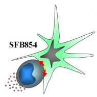 SFB-Logo
